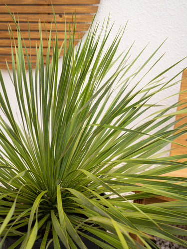 Beaked Yucca