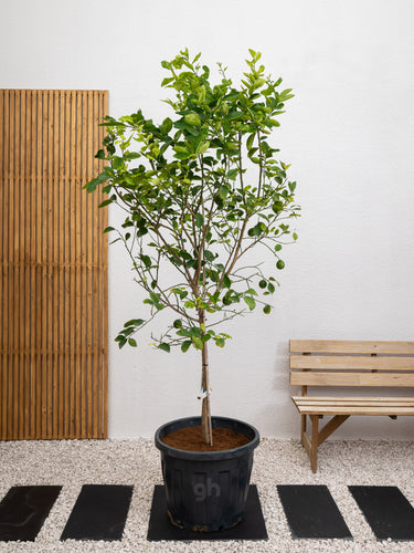 Lemon Tree