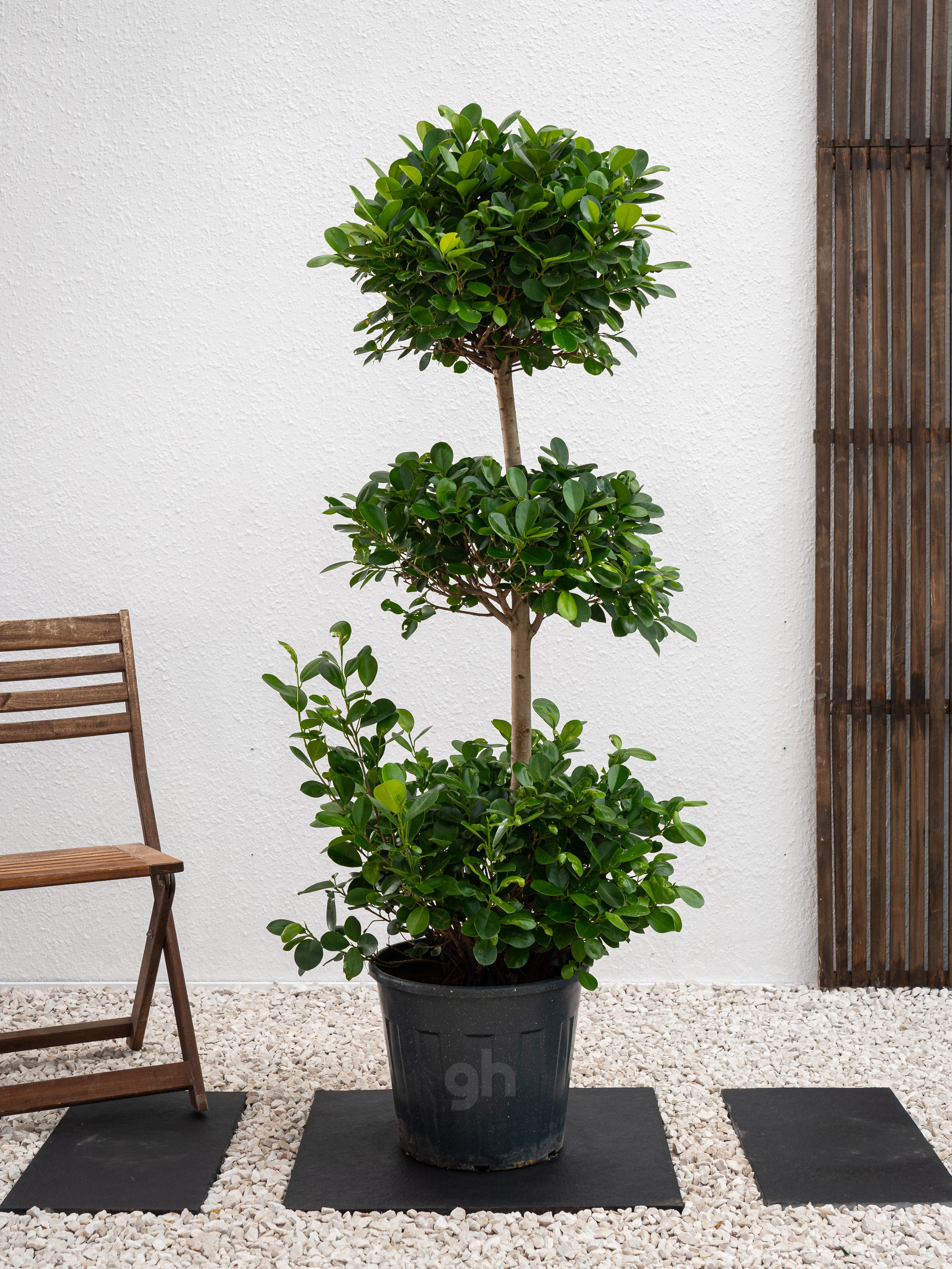 Ficus Panda Triple Head