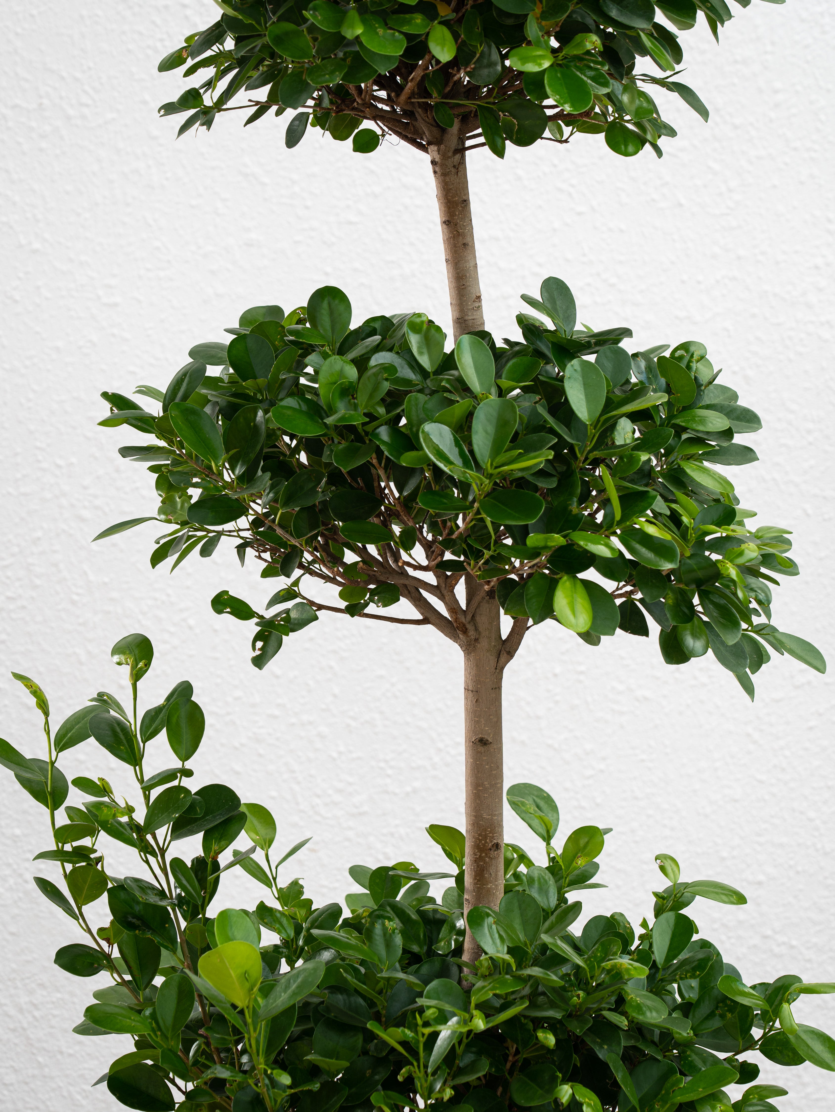 Ficus Panda Triple Head