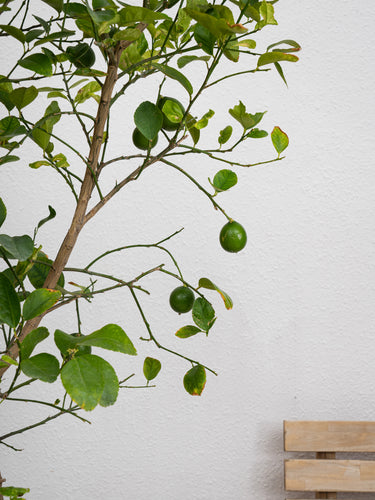 Lemon Tree
