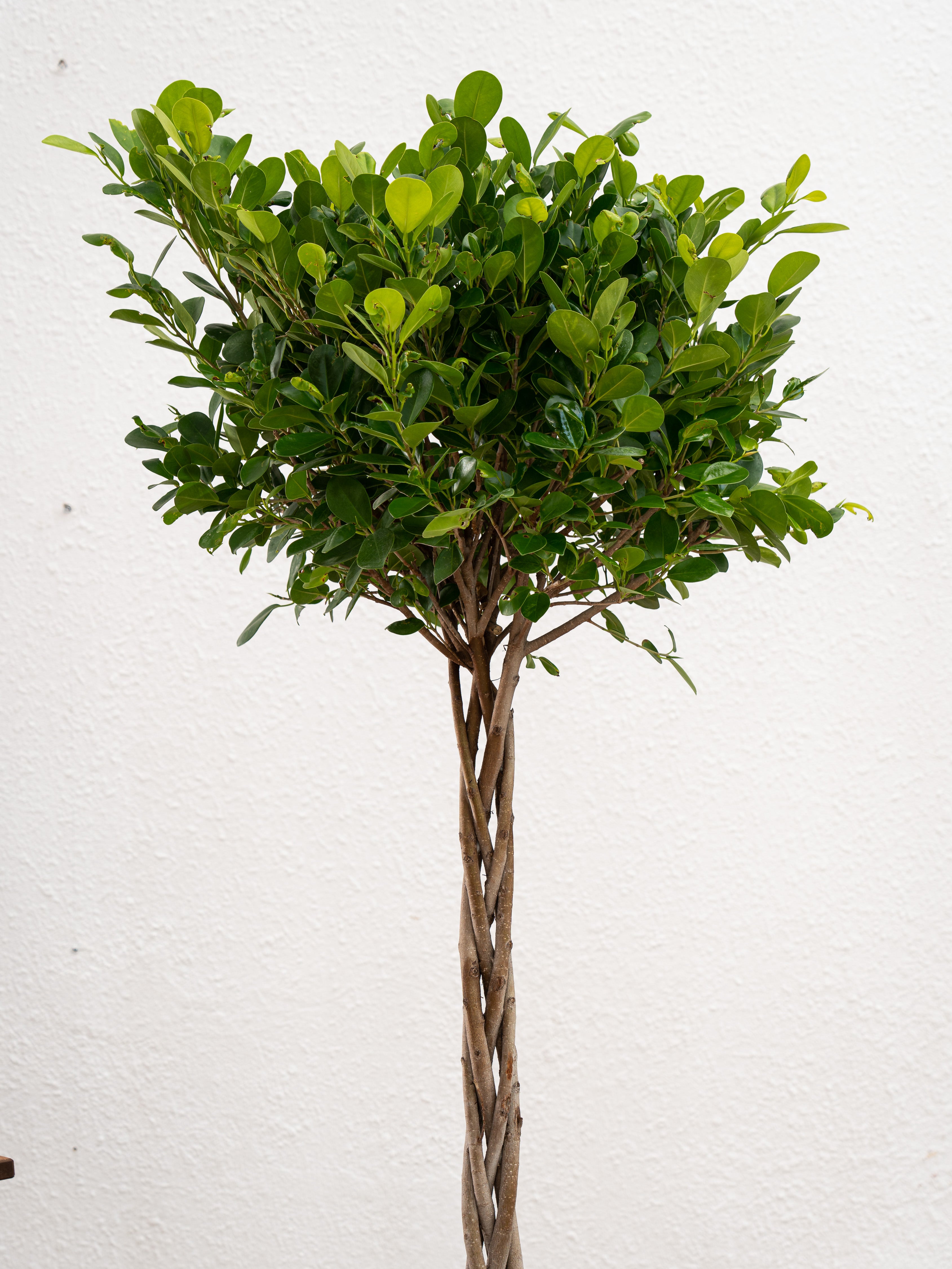 Ficus Panda Twisted Trunk