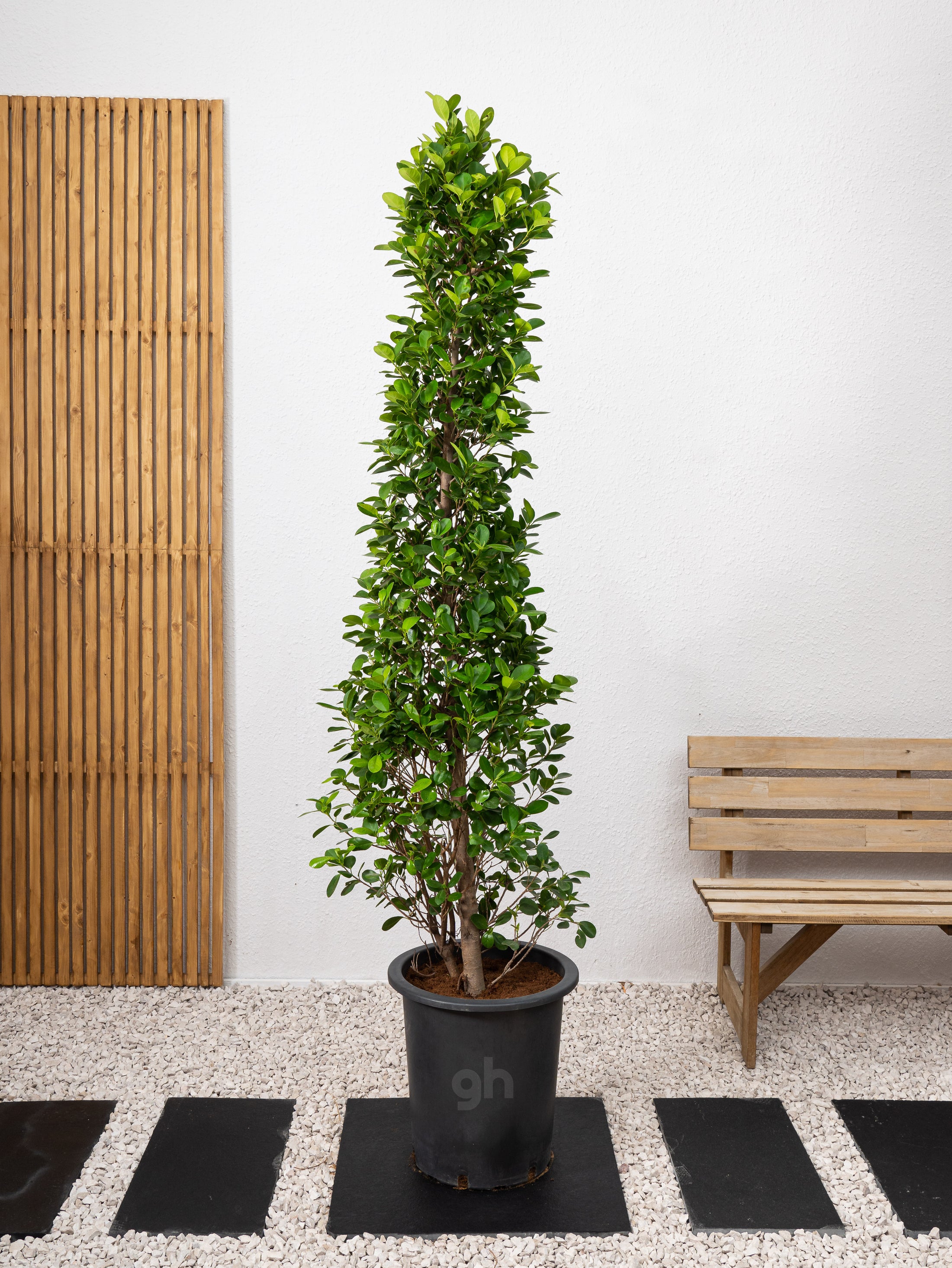 Ficus Panda Cone Ficus Diversifolia Shaped Outdoor Plants Growhub Ae 2262