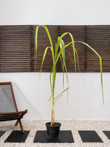 Sugarcane