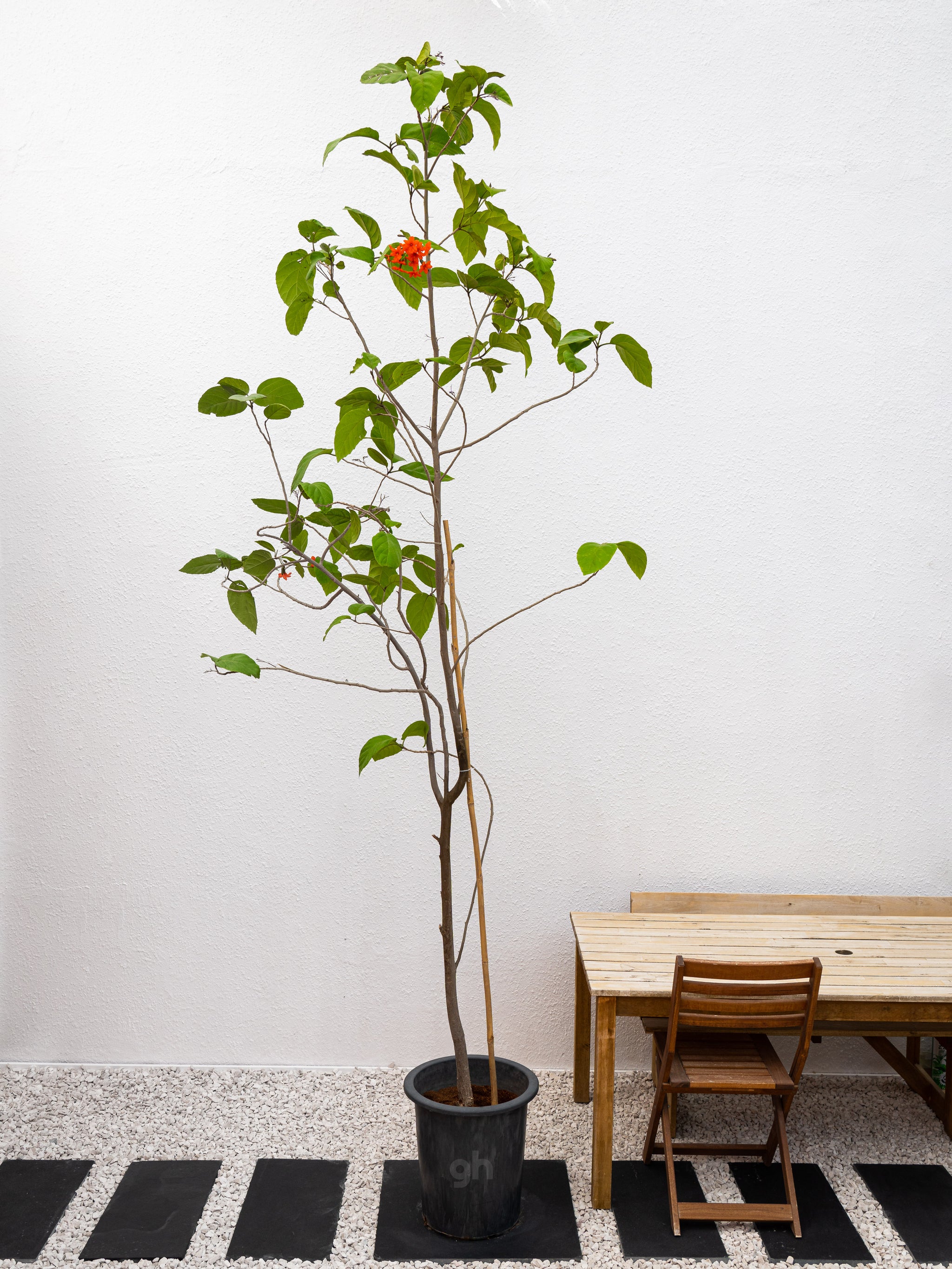 Orange Geiger Tree - Cordia Sebestena | Flowering Outdoor Plants ...