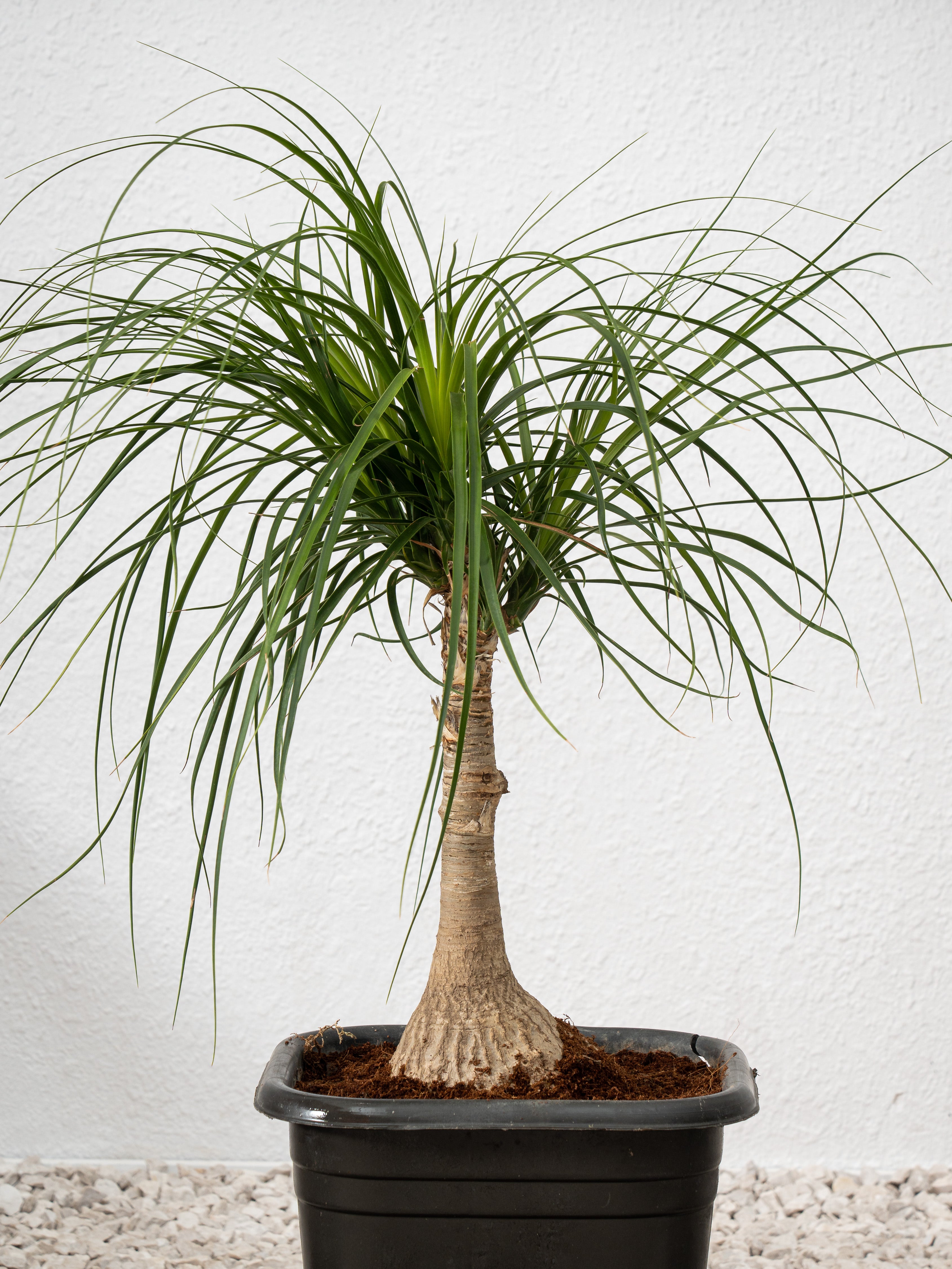 elephant's foot succulent Elephant Foot Tree - Beaucarnea Recurvata | Cactus & Succulents - Outdoor Plants
