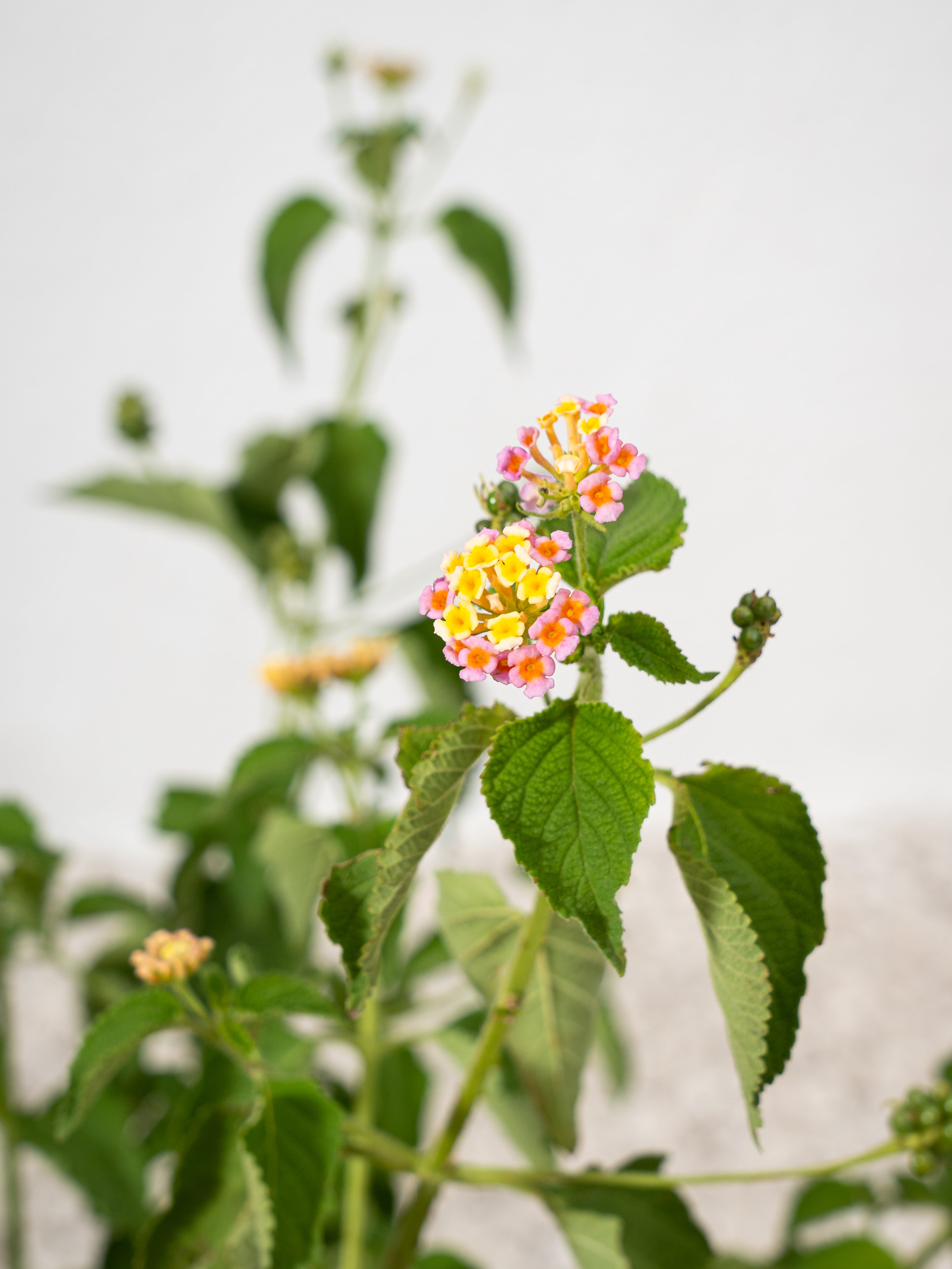 Lantana