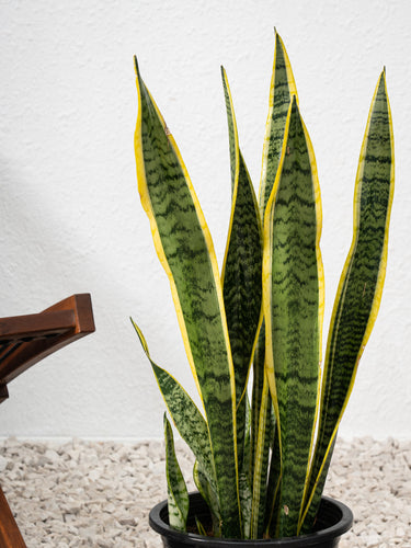 bunnings snake plant Snake Plant Outdoor - Sansevieria Trifasciata | Cactus & Succulents - Outdoor Plants