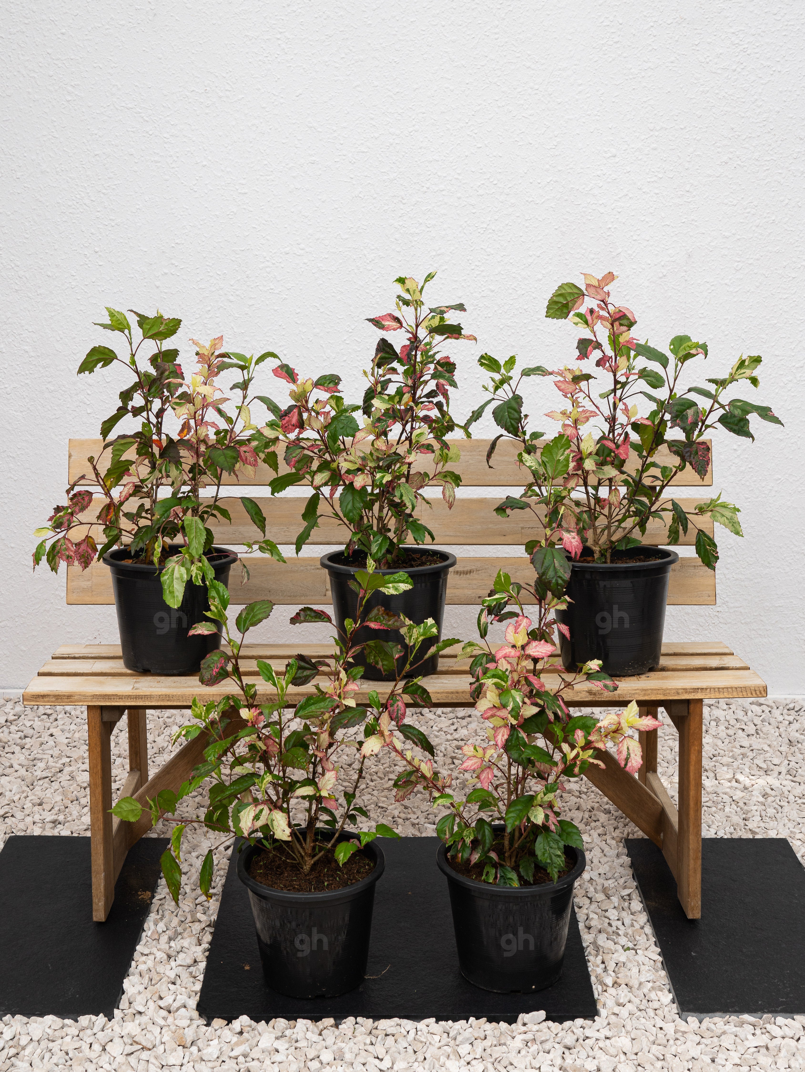 Hibiscus Variegated