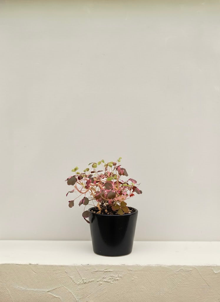 Pink Butterfly Oxalis