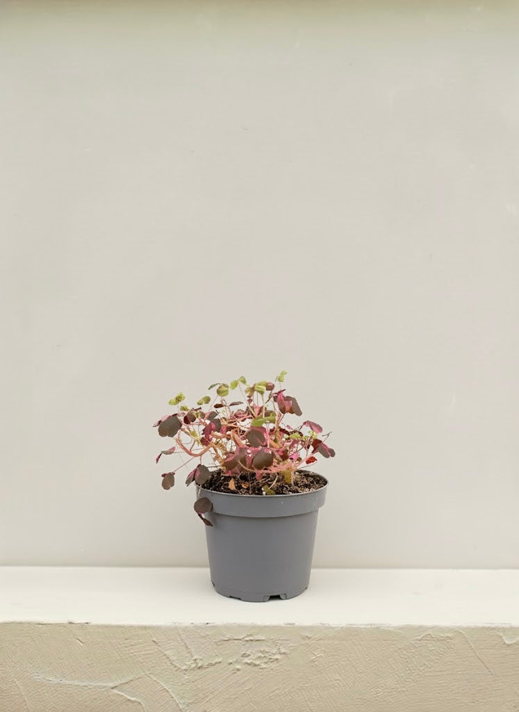 Pink Butterfly Oxalis