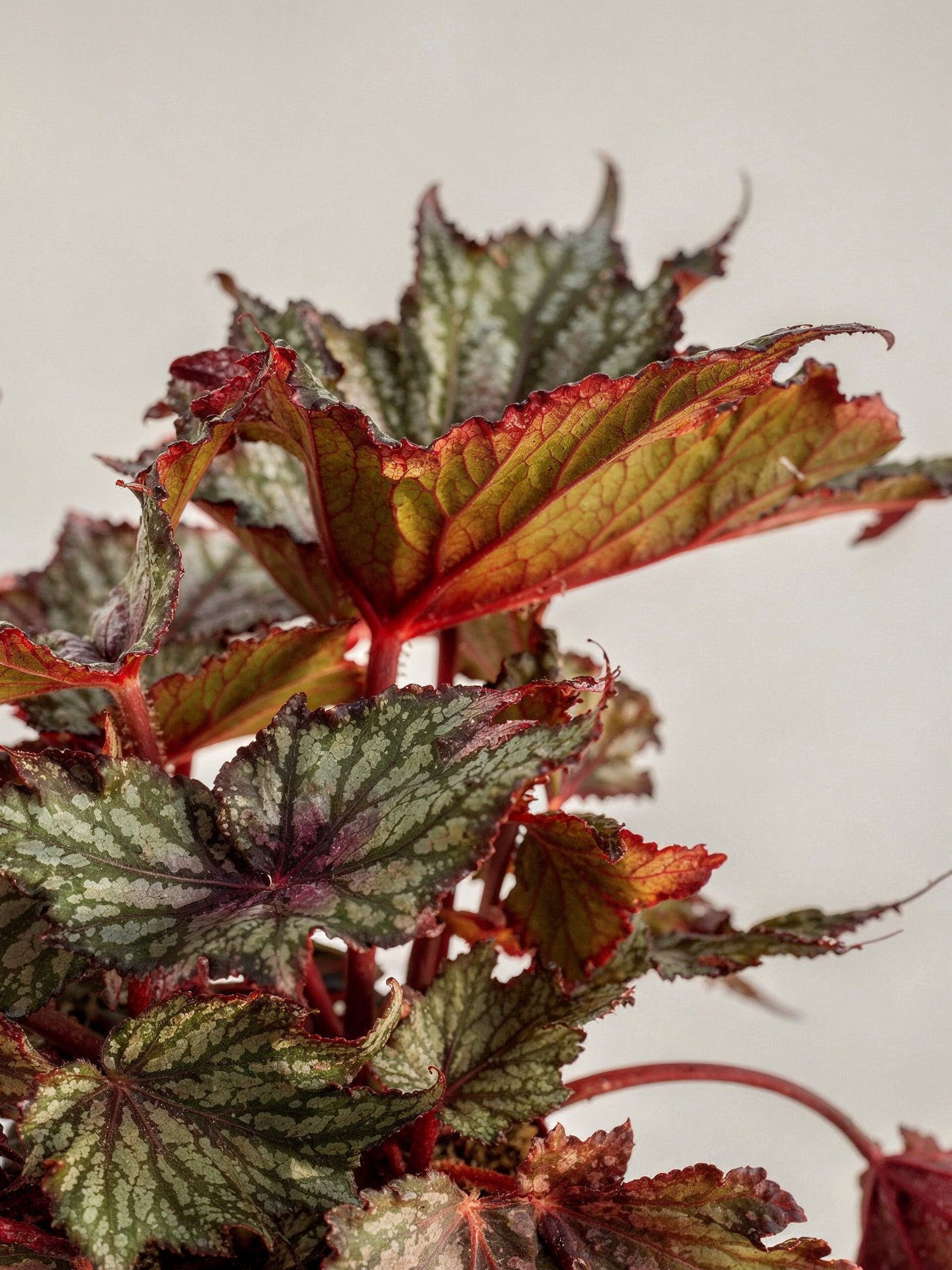 Painted Leaf Begonia