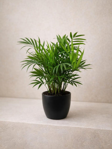 Parlor Palm