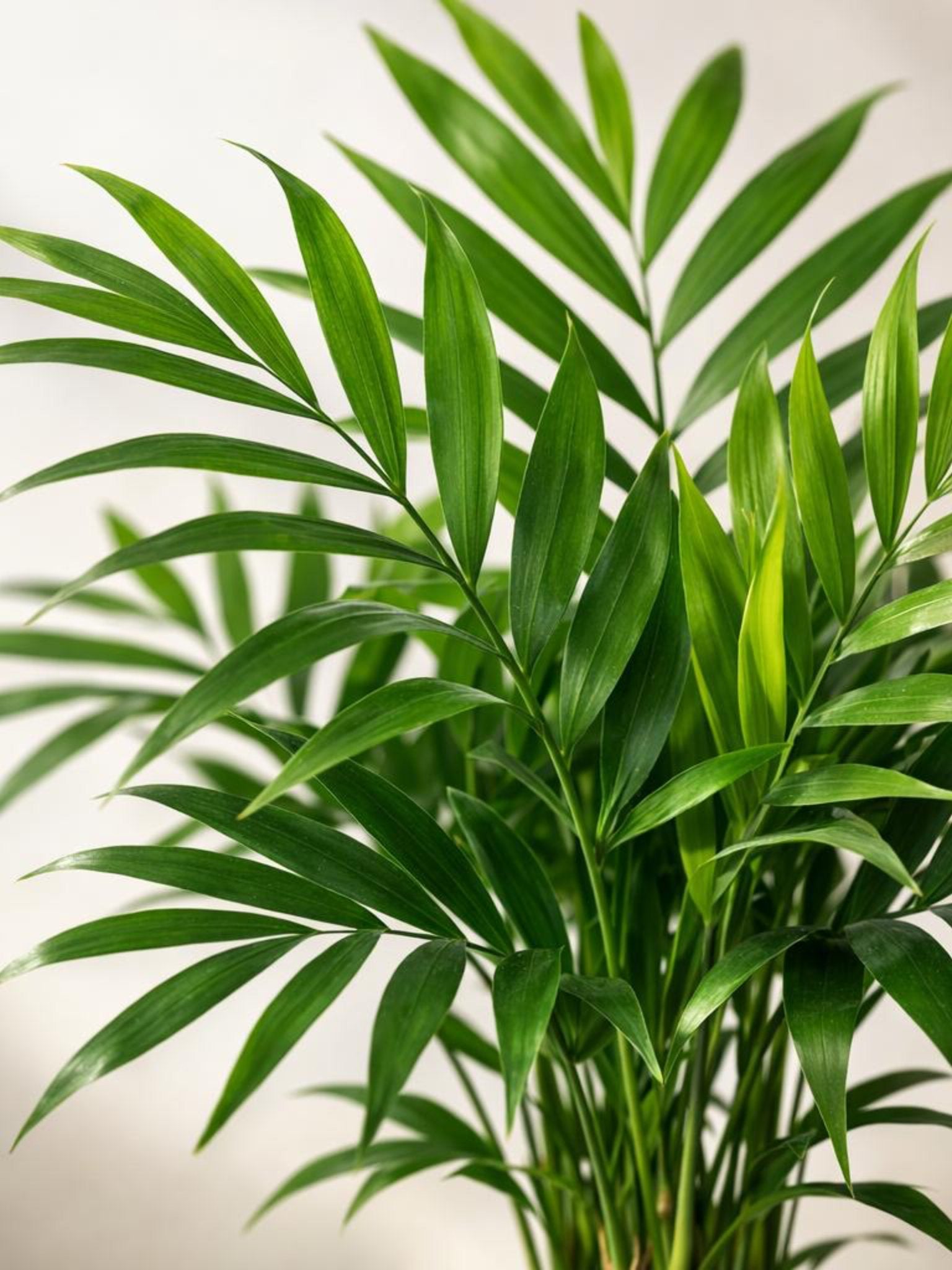 planta parlor palm Parlor Palm - Chamaedorea | Table Top Indoor Plants