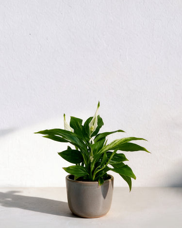 Peace Lily