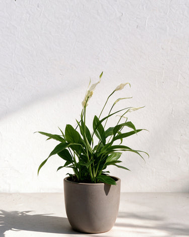 Peace Lily