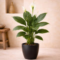 #height_80-cm-100-cm