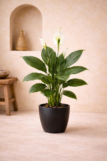 #height_80-cm-100-cm