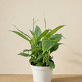 #height_30cm-40cm