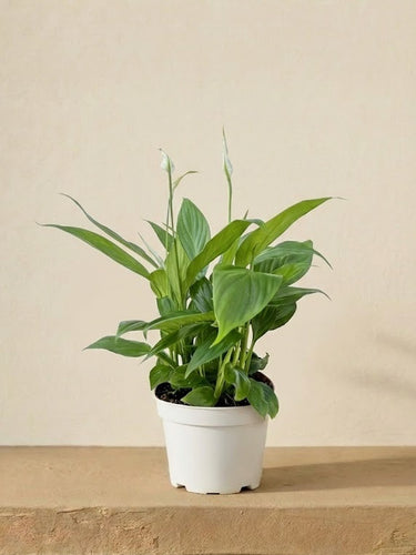 #height_30cm-40cm