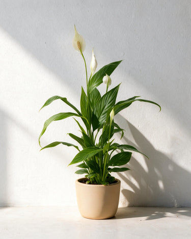 Peace Lily