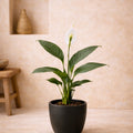 #height_30cm-40cm