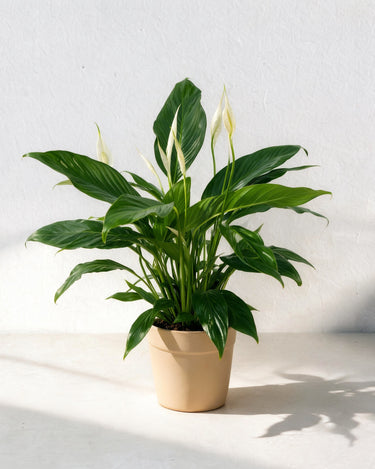 Peace Lily