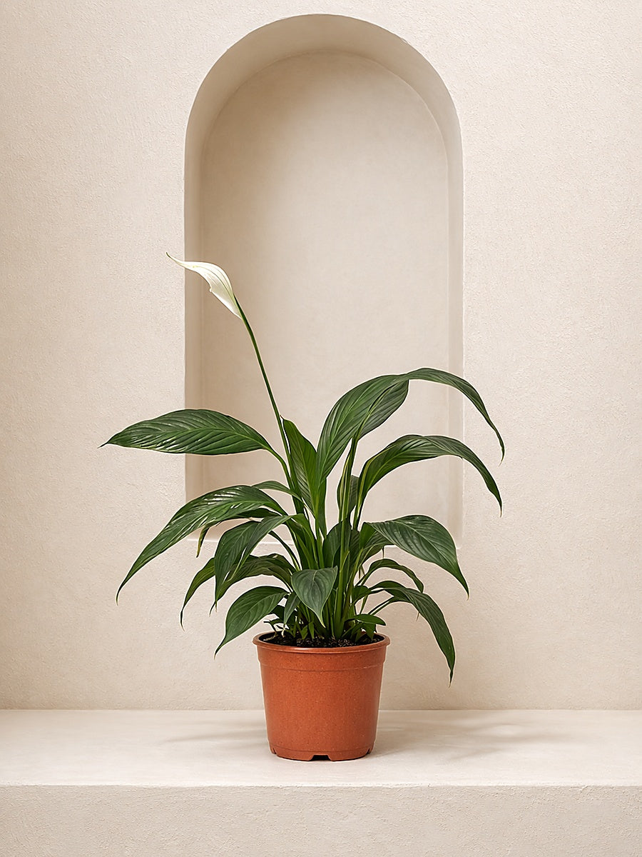peace lily in french Peace Lily - Spathiphyllum | Table Top Indoor Plants
