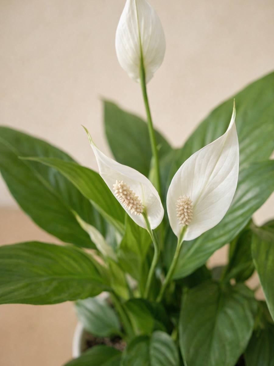 peace lily ireland Peace Lily - Spathiphyllum | Table Top Indoor Plants