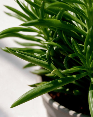 Peperomia Happy Bean