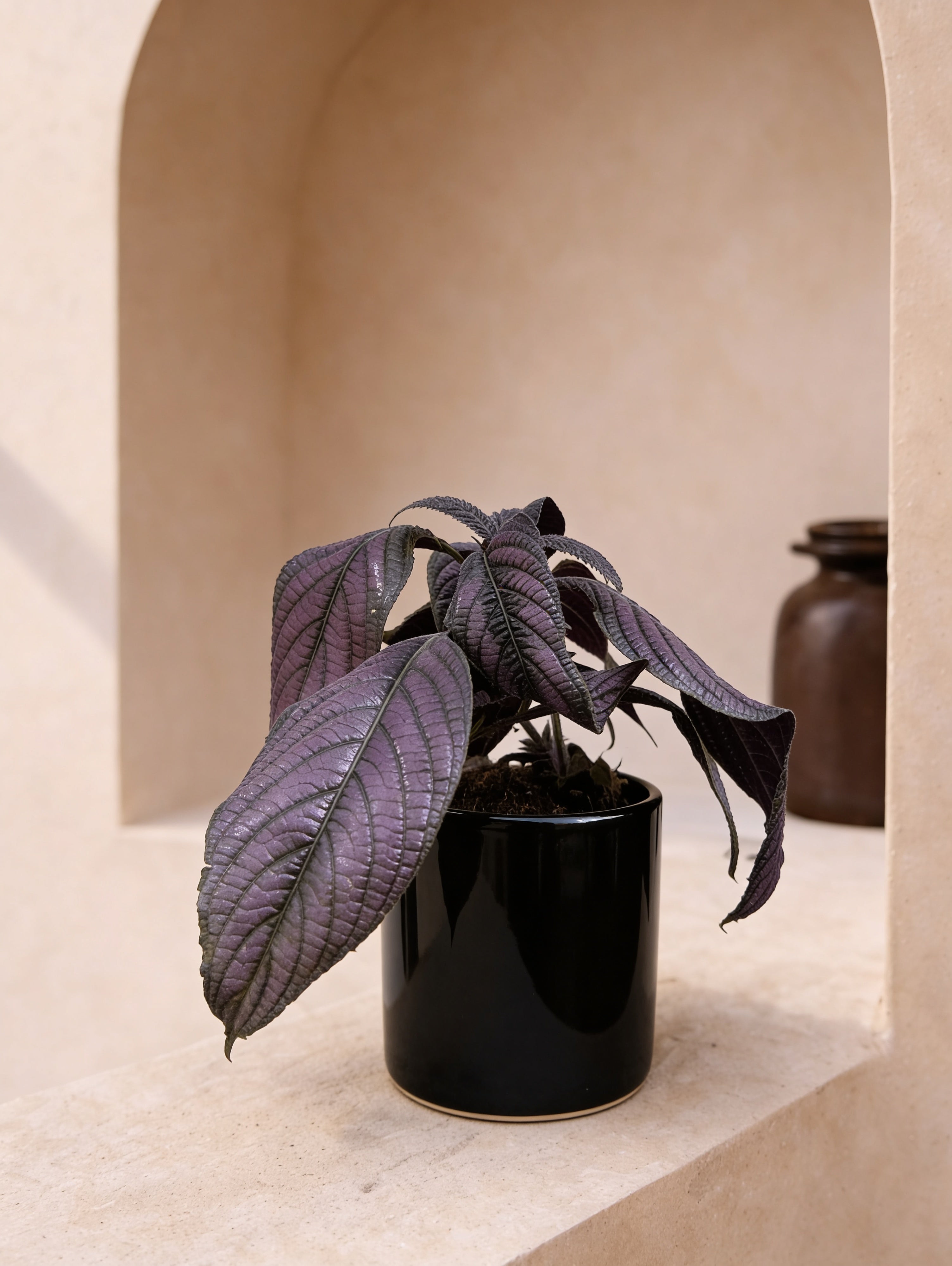 Persian Shield
