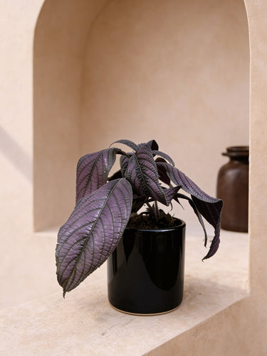 Persian Shield