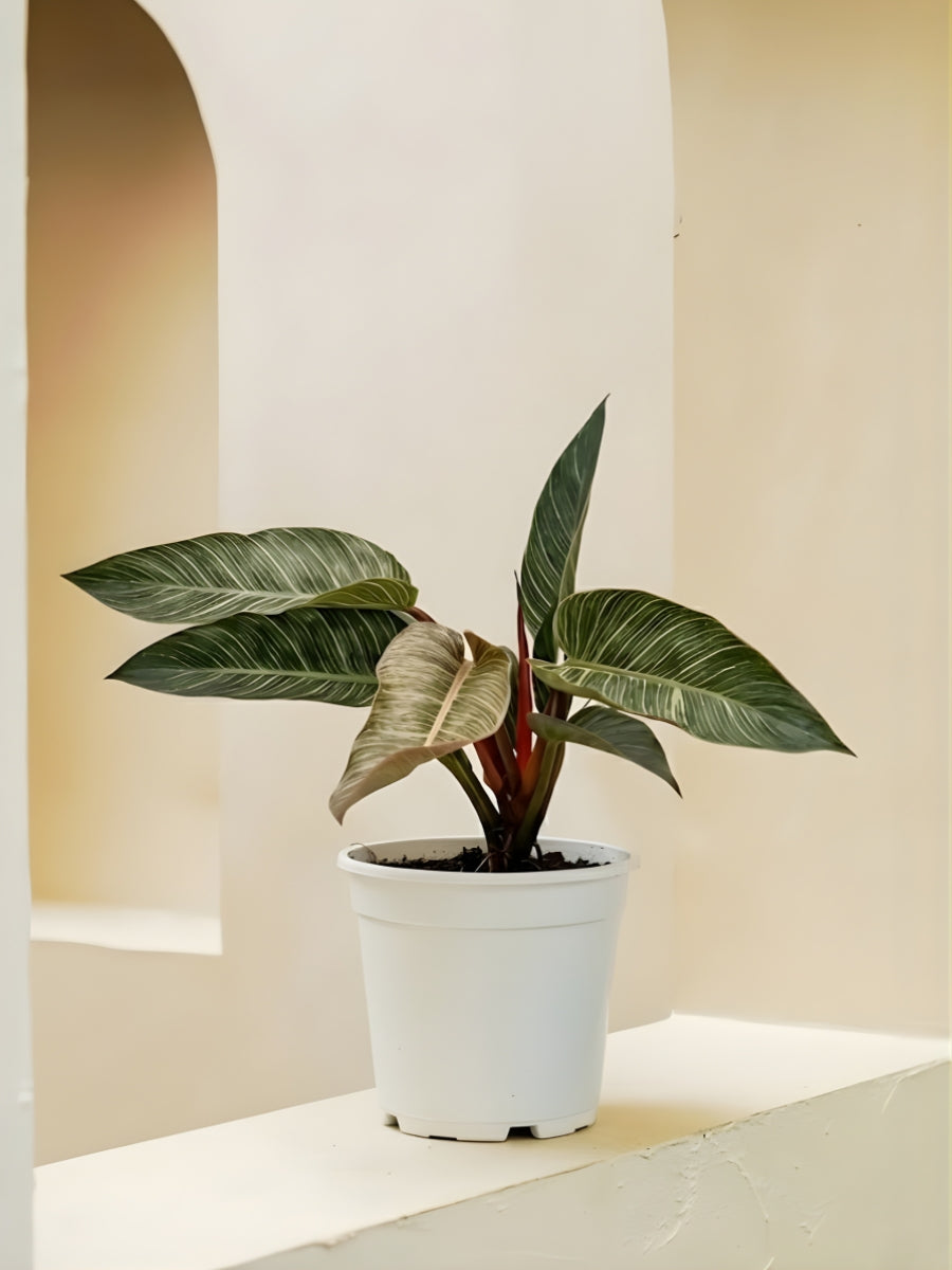 Philodendron Pink Birkin