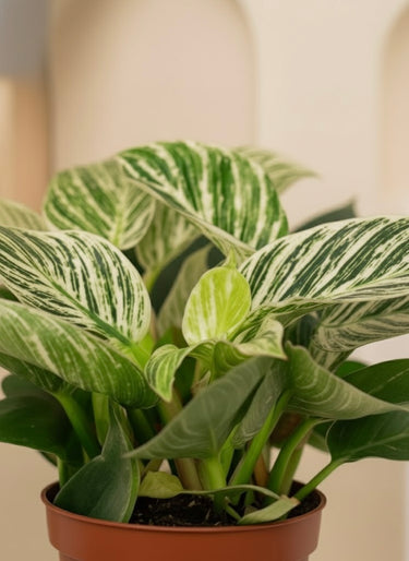 Philodendron Birkin