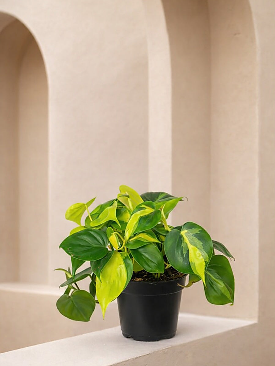 Philodendron Brasil