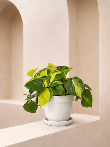 Philodendron Brasil