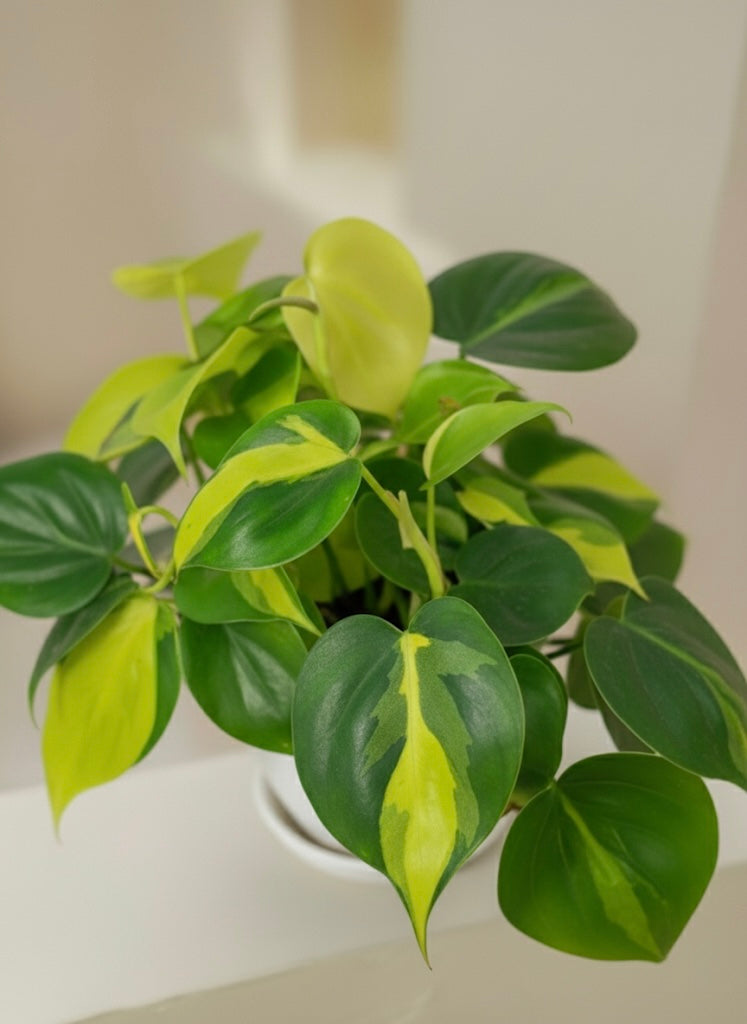 Philodendron Brasil