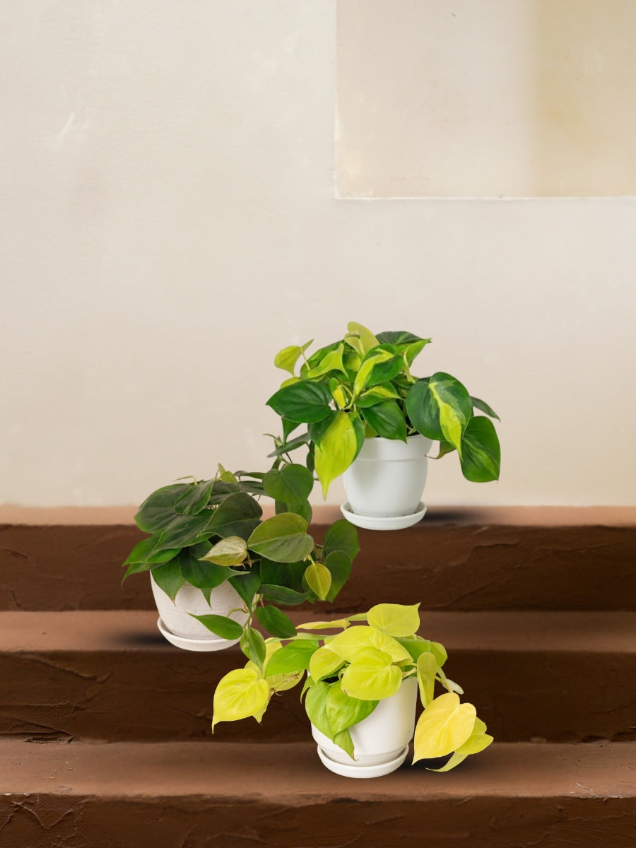 Philodendron Dream Team