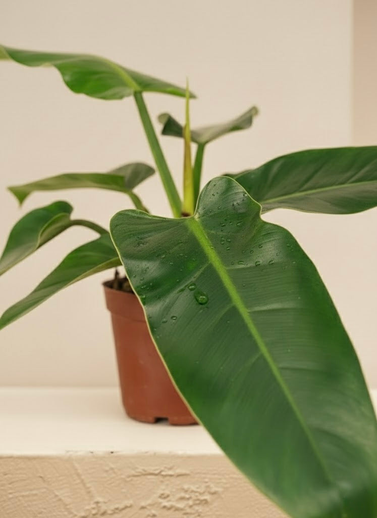 Philodendron Imperial Green