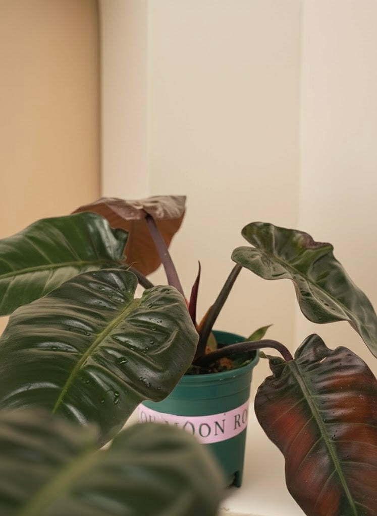 Philodendron Imperial Red