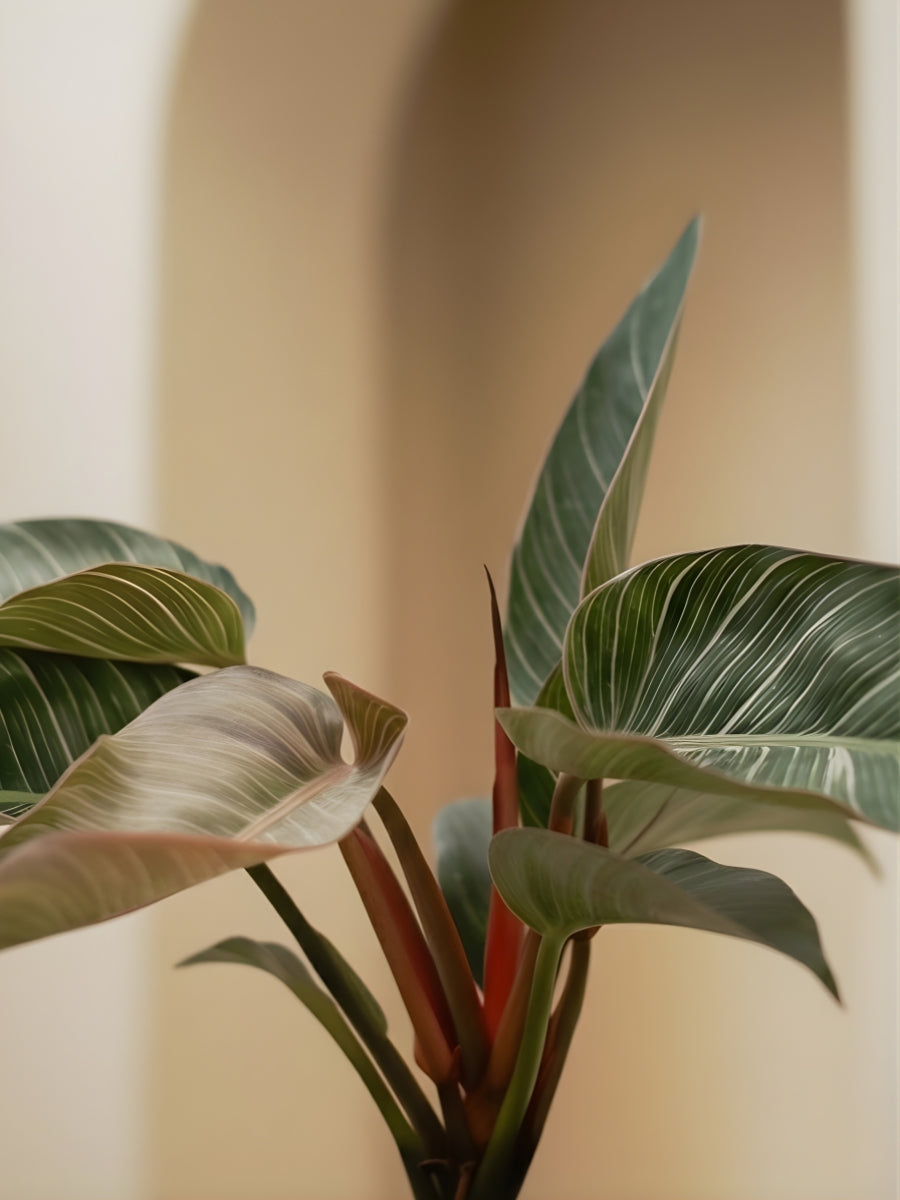 Philodendron Pink Birkin