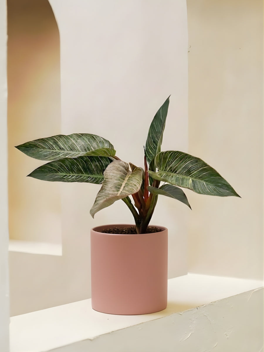 Philodendron Pink Birkin
