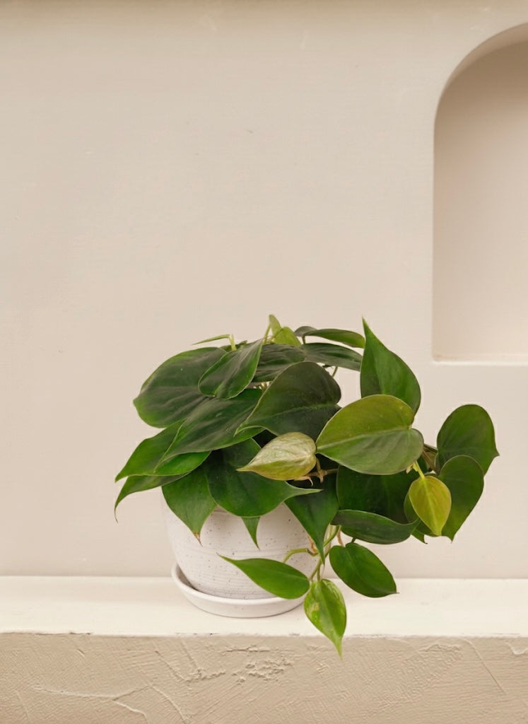 Philodendron Scandens