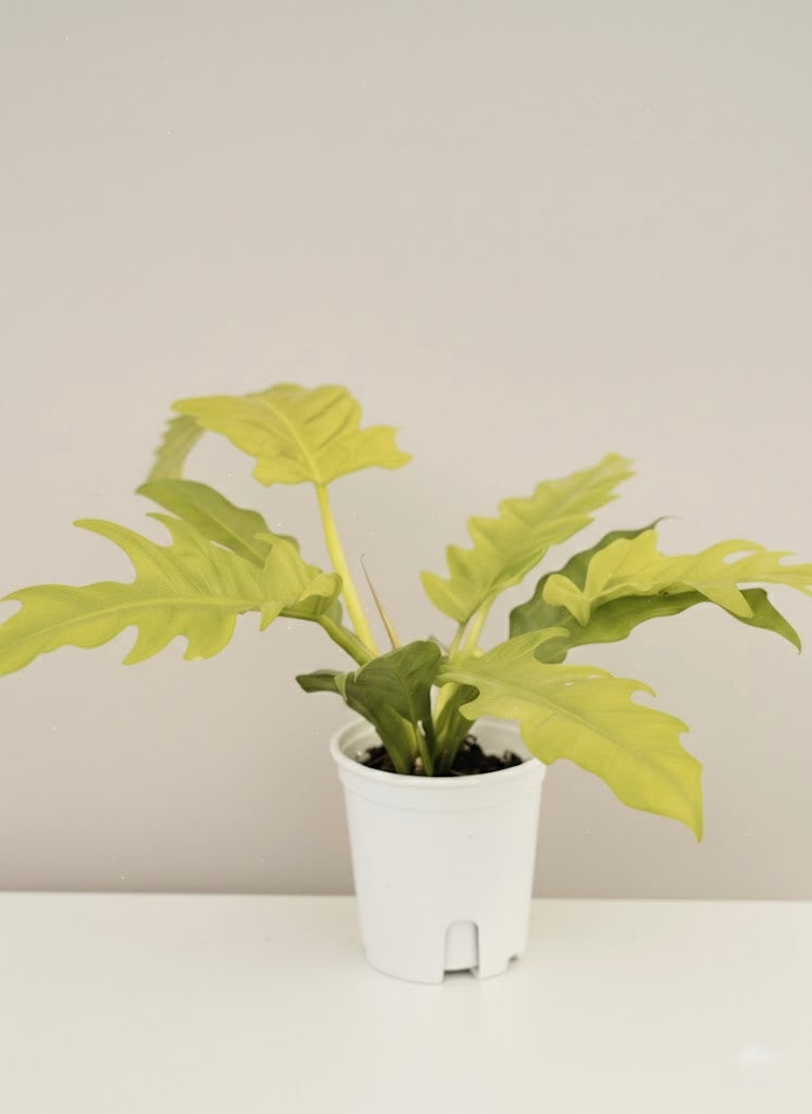 Philodendron Golden Crocodile