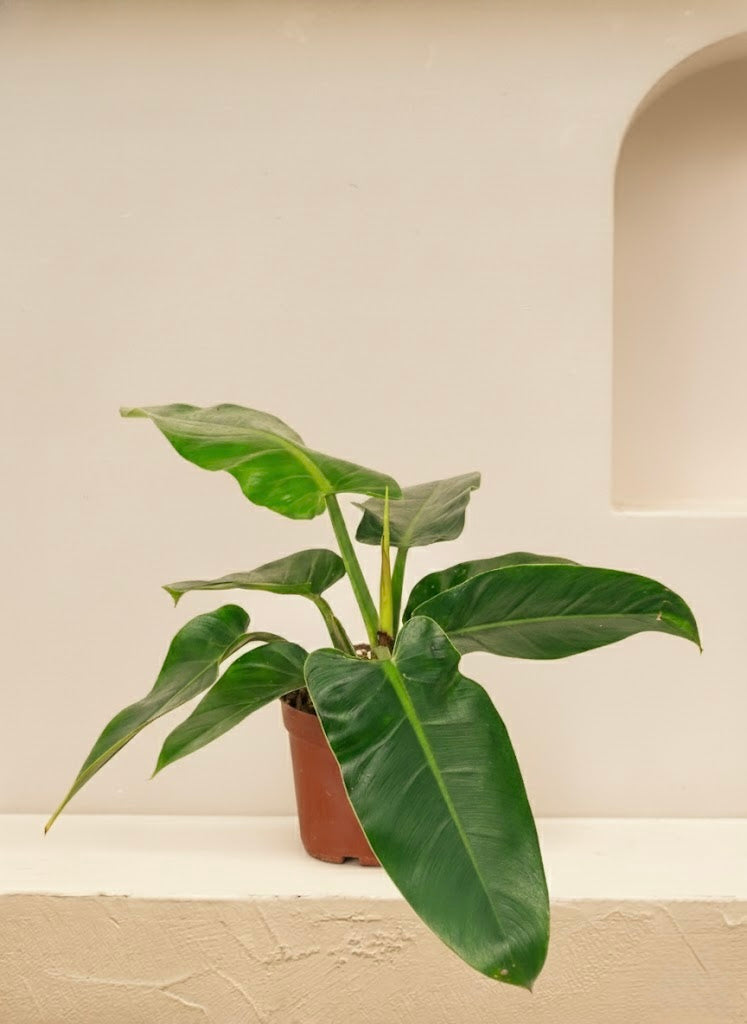 Philodendron Imperial Green