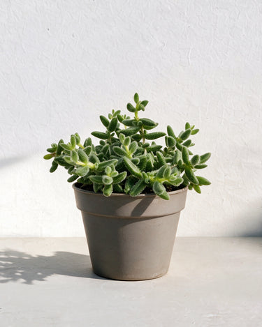 Pickle Plant
