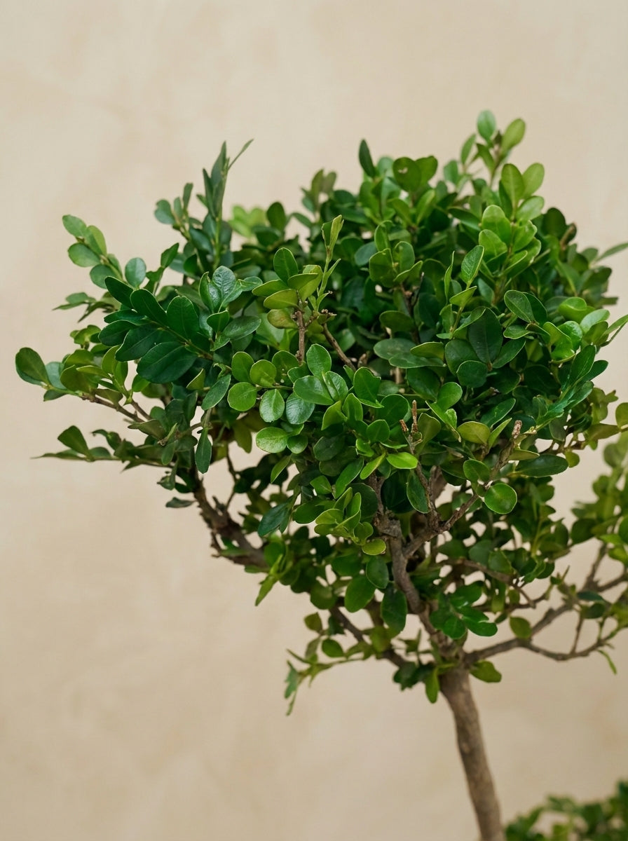 Weinmann's Pistachio