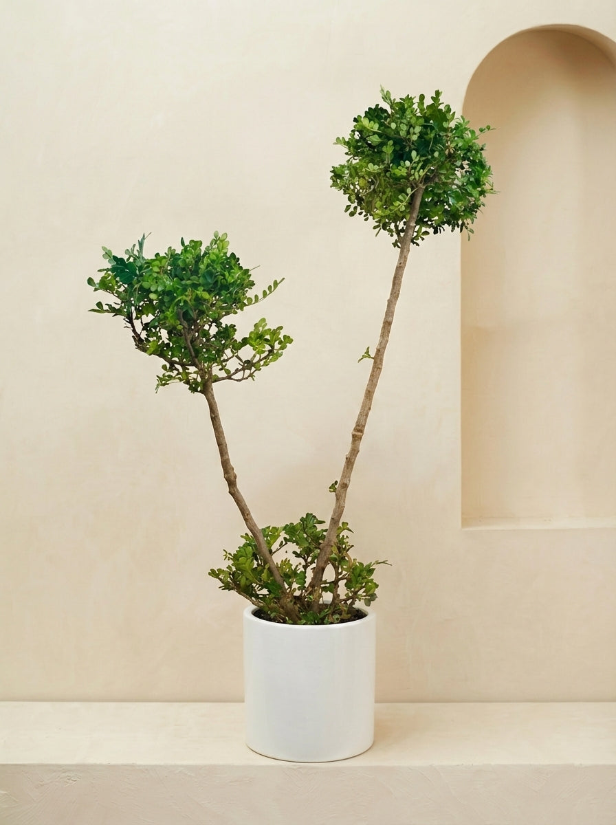 Weinmann's Pistachio