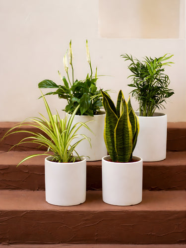 Plant Newbie