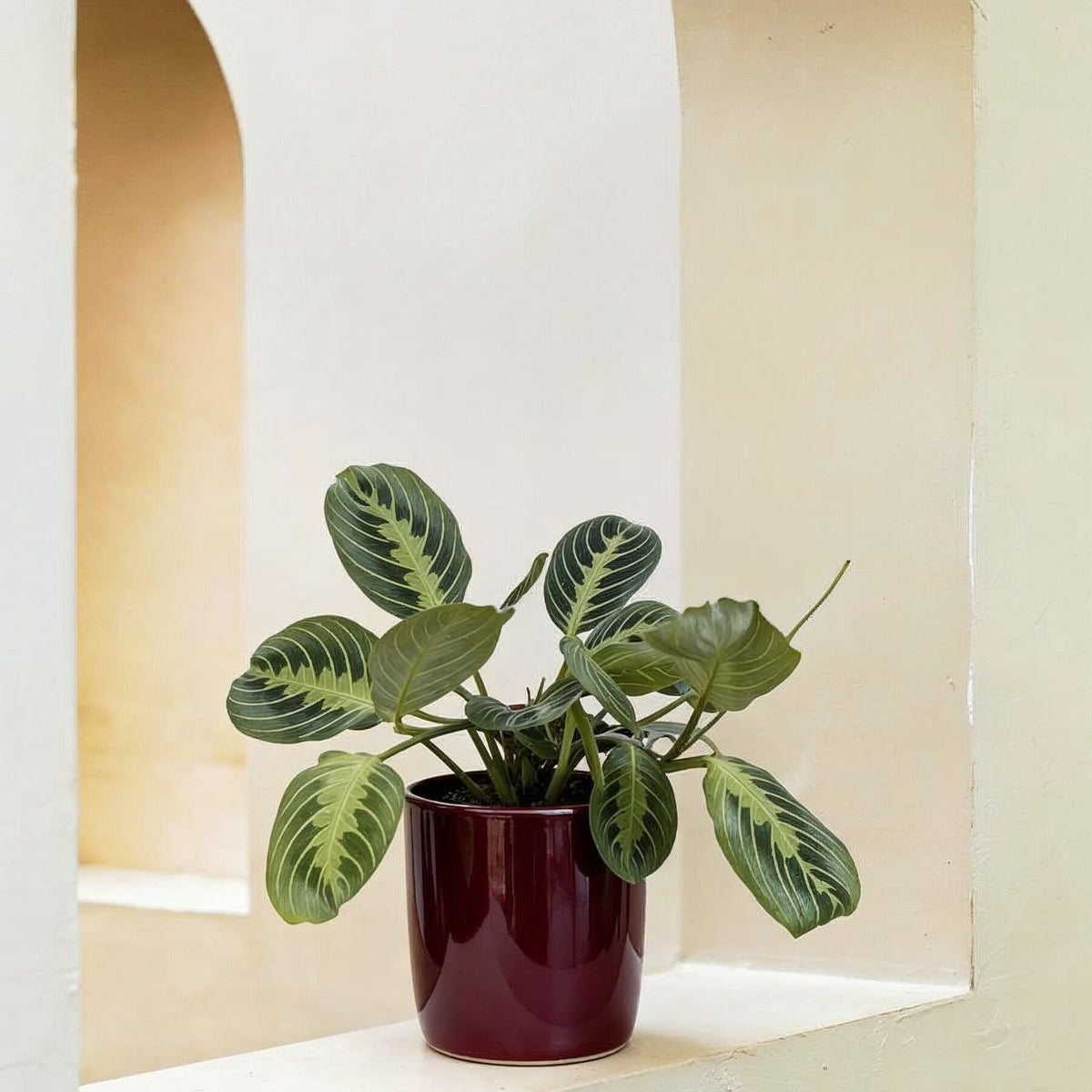 prayer plant humidity level Prayer Plant - Maranta | Table Top Indoor Plants